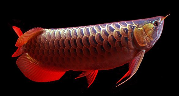 38eadb6eb6404fa096a2b9f3411860e8