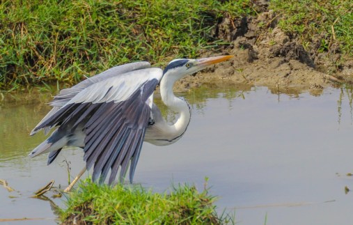 2+gray+heron+-+bundala