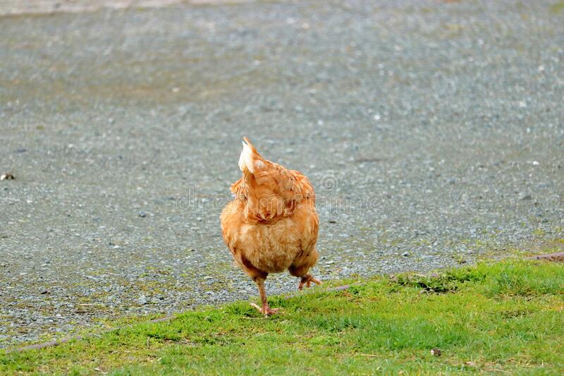 why-did-chicken-cross-road-visual-description-age-old-children-s-quiz-214762149